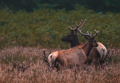 Photos gratuites de animaux, antilope, bois