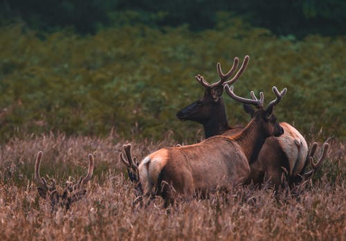 Brown Deer on Green Grass Field