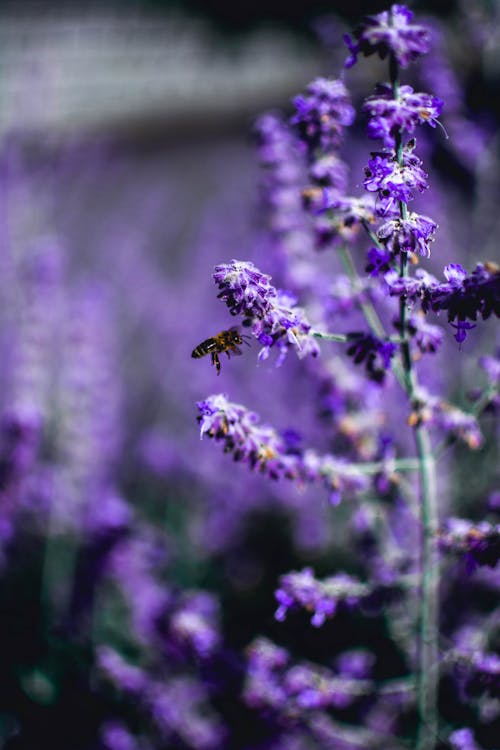 Selective Focus Photo of Purple Petaled Flowers