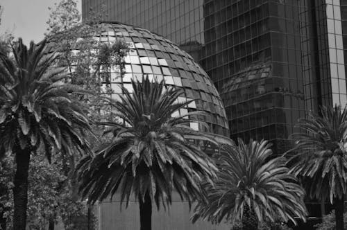 Grayscale Photo of Palm Trees Beside Dome Building