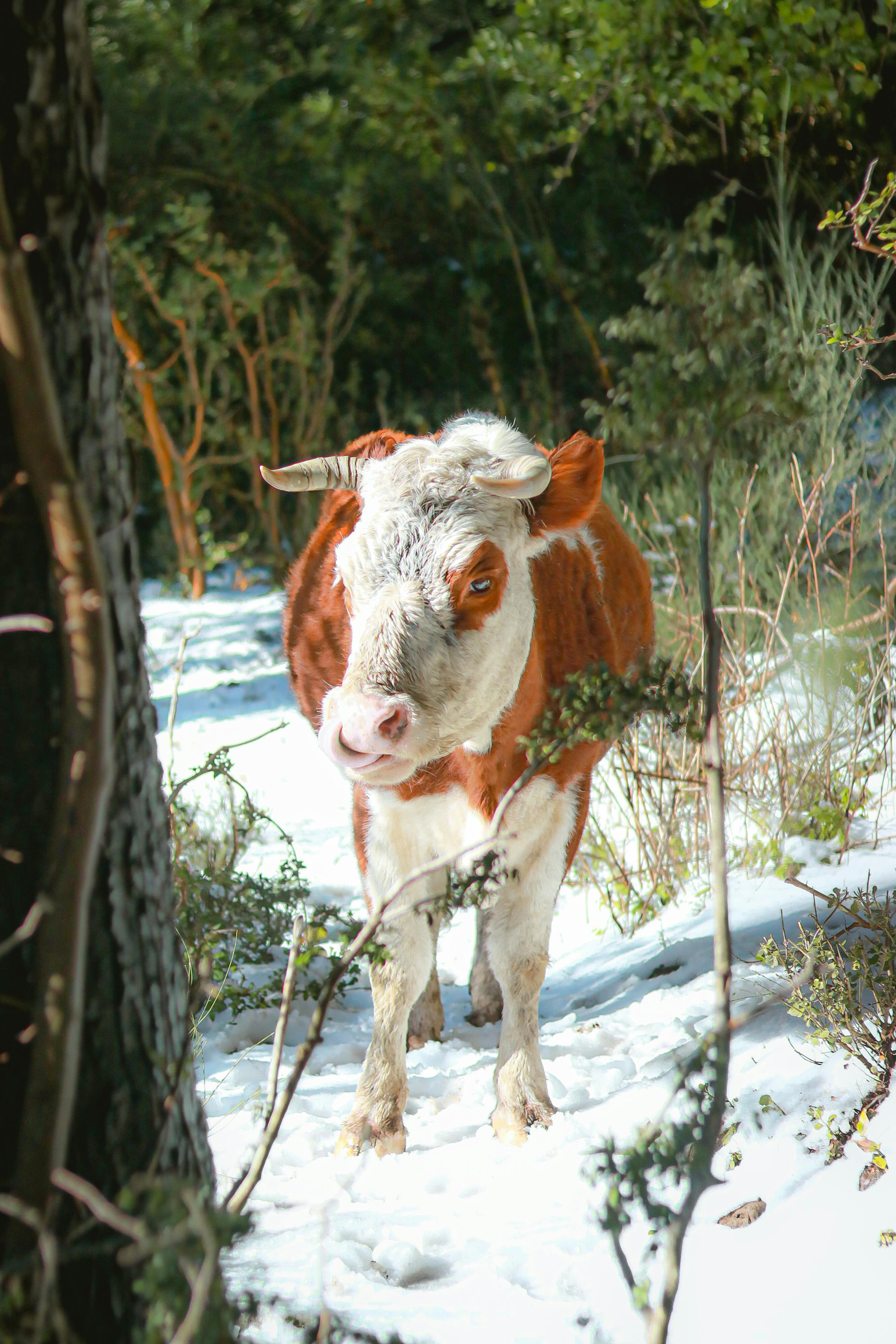 Bark Ranch Photos, Download The BEST Free Bark Ranch Stock Photos & HD ...