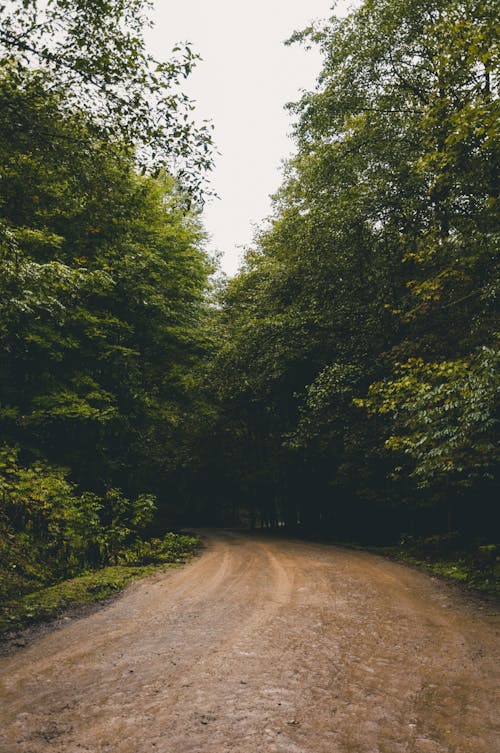 Brown Dirt Road Between Green Trees