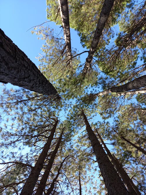 ağaçlar, bakış açısı, dar açılı fotoğraf içeren Ücretsiz stok fotoğraf