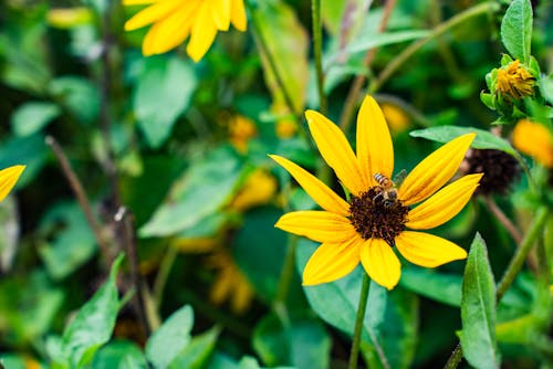 Безкоштовне стокове фото на тему «Бджола, впритул, жовта квітка»