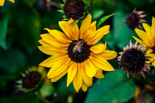 A Close-Up Shot of a Bee Pollinating a Flower