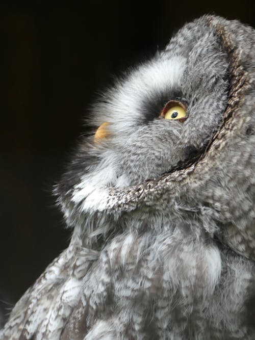 Free Close Up Photo of an Owl Stock Photo