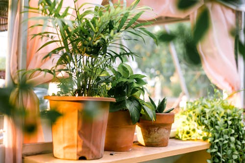 Green Plants in Brown Pots
