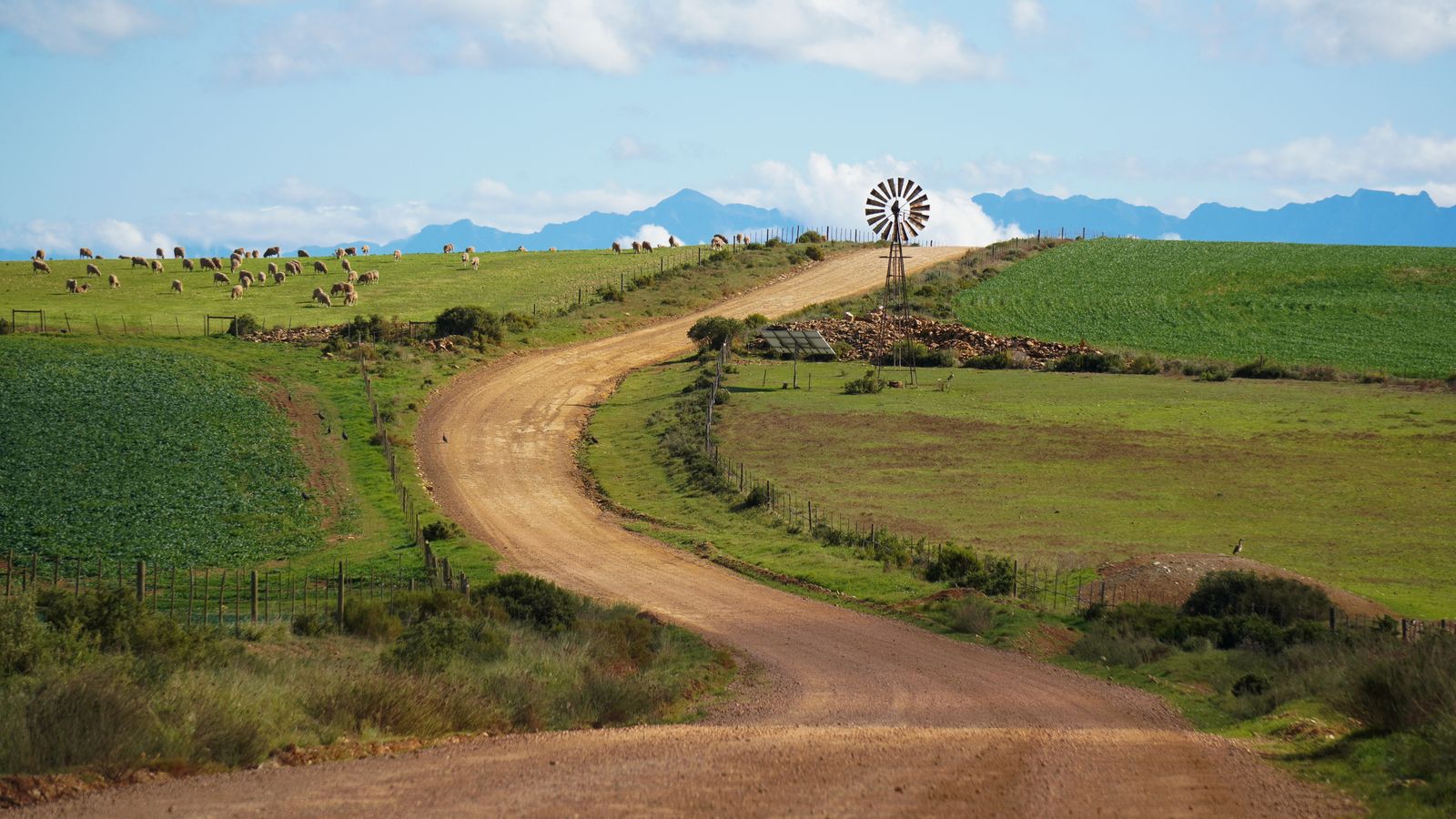 Beautiful rural scene featuring winding dirt road, windmill, and grazing livestock in South Africa.