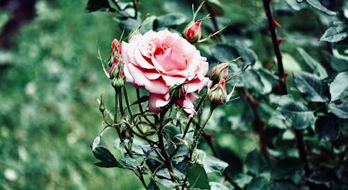 A Pink Rose in Bloom