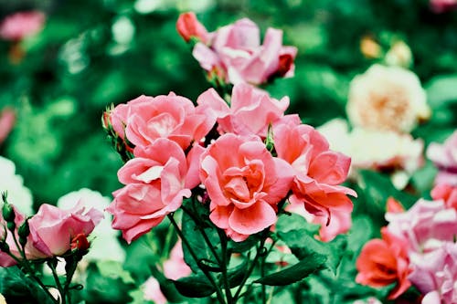免费 植物群, 特写, 粉紅玫瑰 的 免费素材图片 素材图片