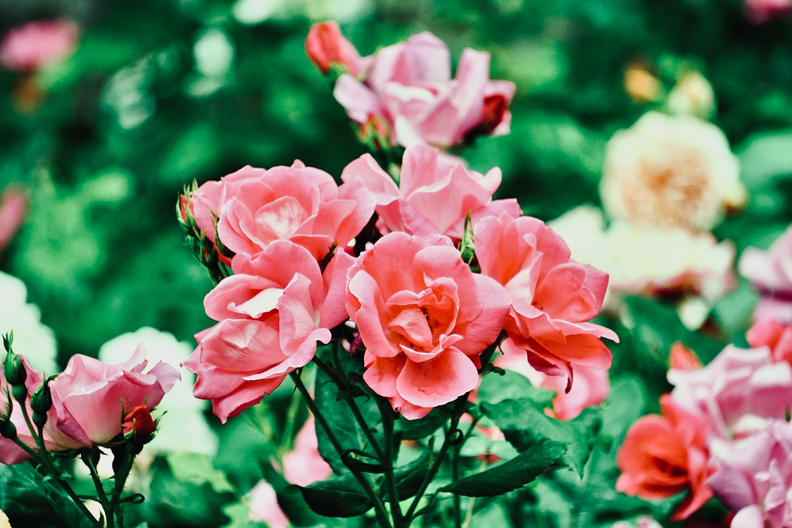 Pink Roses Screen Shot A Close-Up Shot of Pink Roses · Free Stock Photo