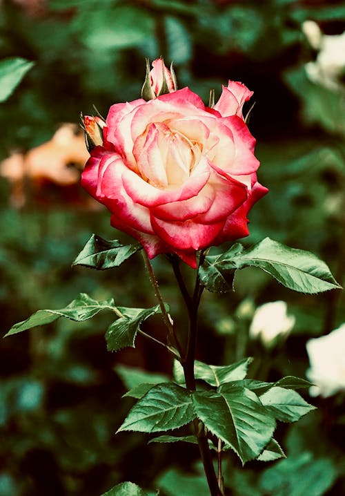A Close-Up Shot of a Pink Rose