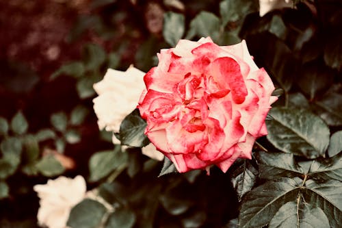 A Close-Up Shot of a Pink Rose