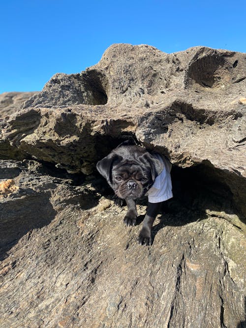 Free A Pug Hiding in a Crevice of a Rock Formation Stock Photo