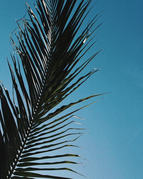 垂直拍摄, 棕榈叶, 藍天 的 免费素材图片