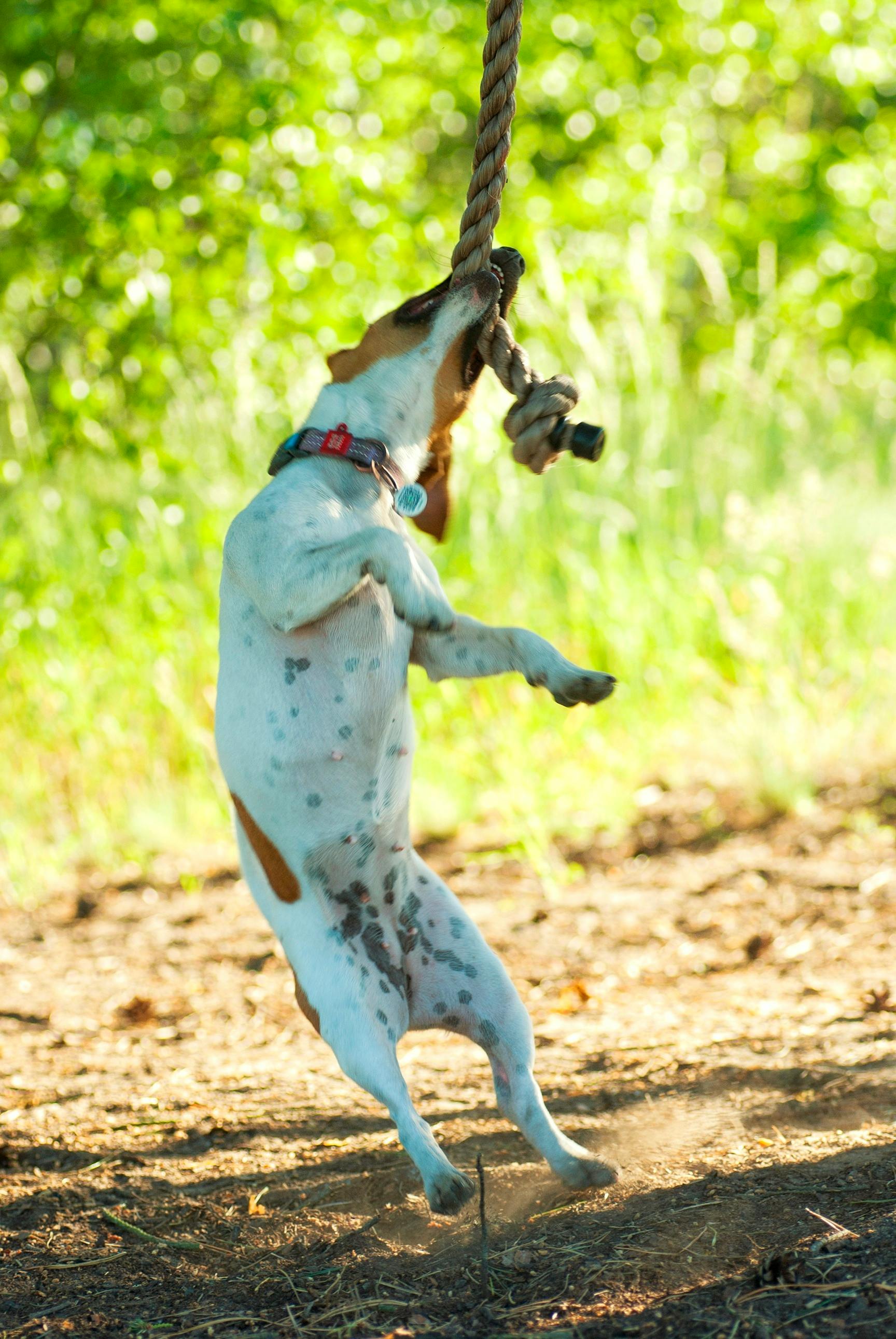 A Dog Biting a Rope · Free Stock Photo