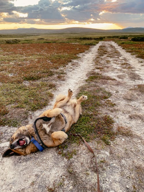 Free stock photo of best friend, dog, mountains