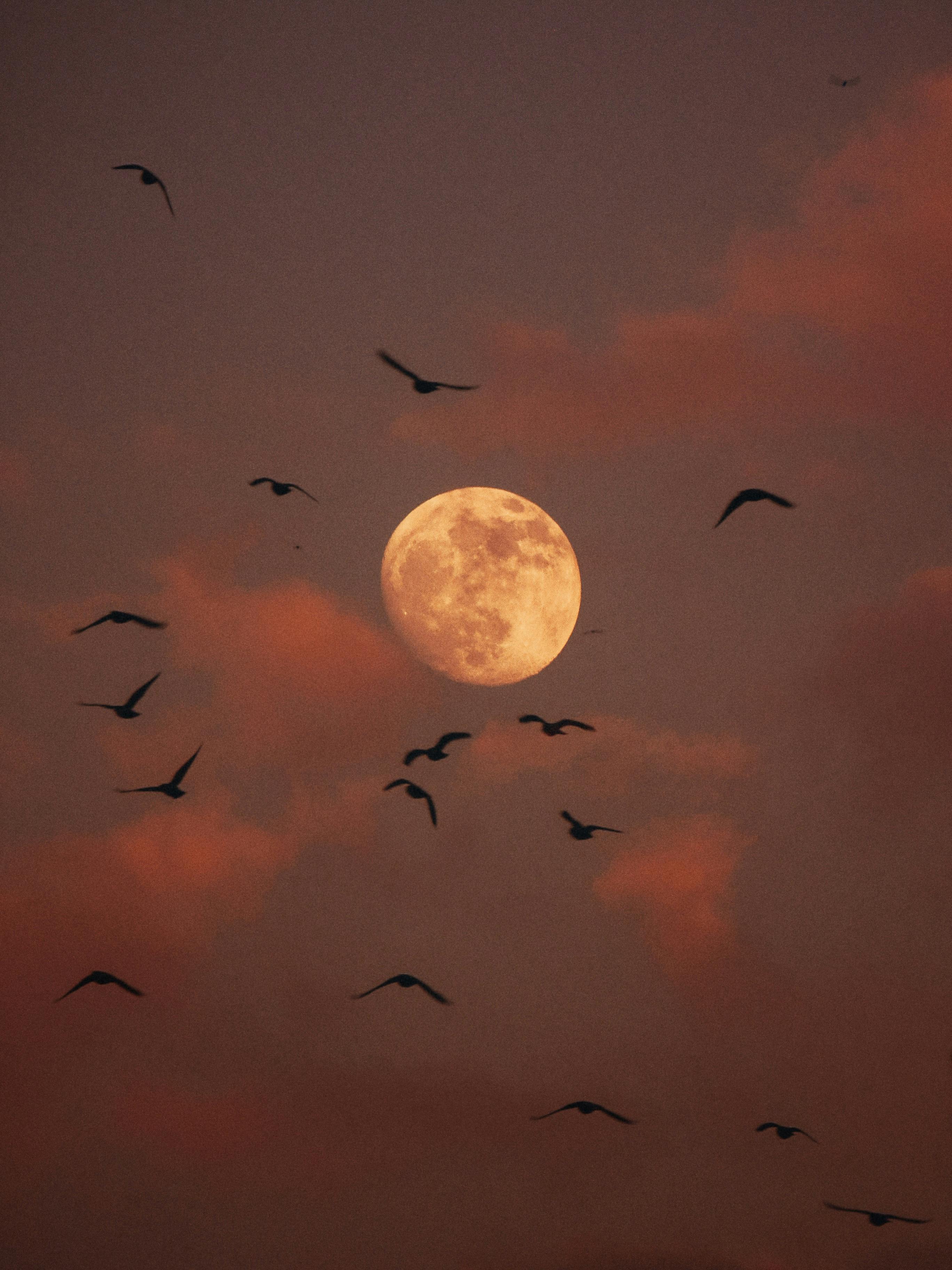Birds silhouetted against a glowing full moon in a twilight sky, creating a dramatic scene.