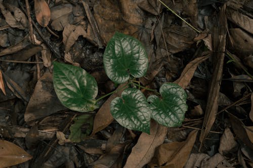 Ilmainen kuvapankkikuva tunnisteilla kasvi, kasvu, lahoaminen