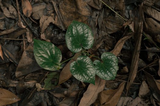 Green Leaves among Decaying Foliage