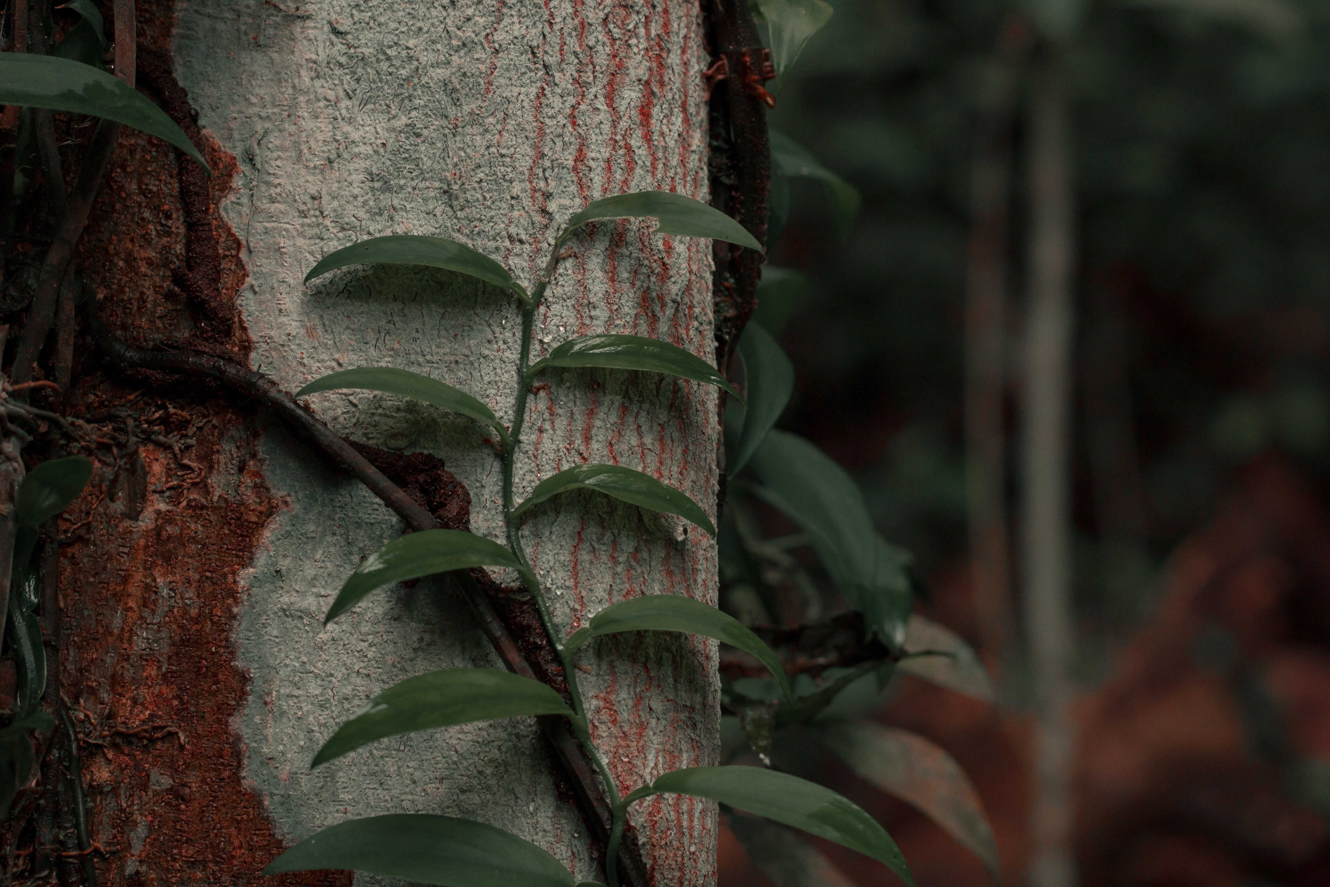 Les 7 Plantes Lianes Méconnues qui Nettoyent votre Système Lymphatique et Libèrent une Énergie Vital