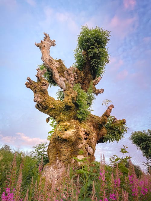 Green and Brown Tree Under Blue Sky