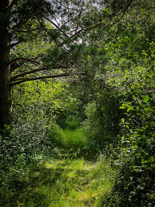 Green Grass and Green Trees