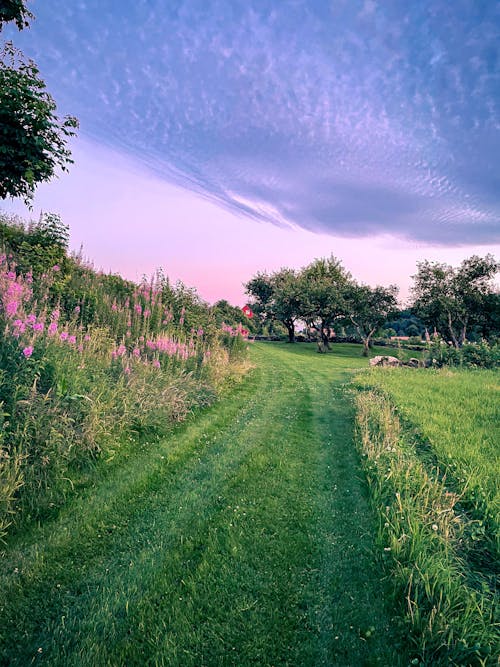 Green Grass Field With Trees Under Blue Sky