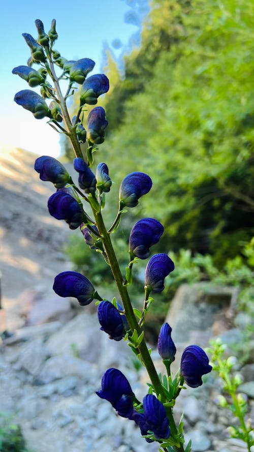 Free stock photo of flower, hike, love