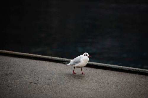 Free A black-headed gull standing on a concrete surface near water, showcasing its natural habitat. Stock Photo