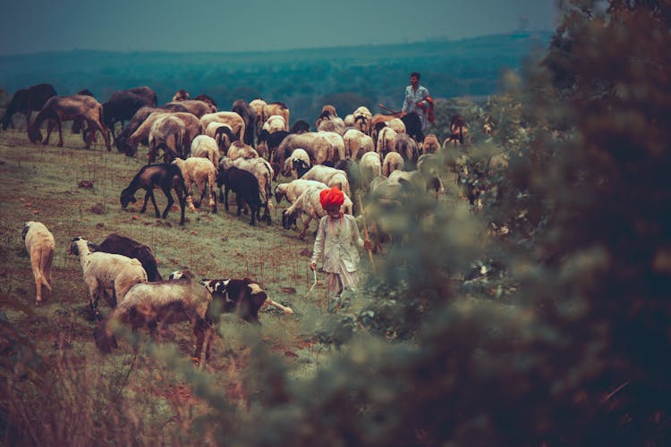 Shepherds With Sheep