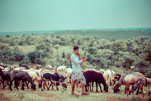 Goats Grazing in the Meadows