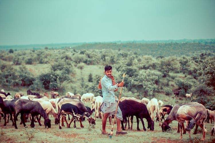 Goats Grazing In The Meadows