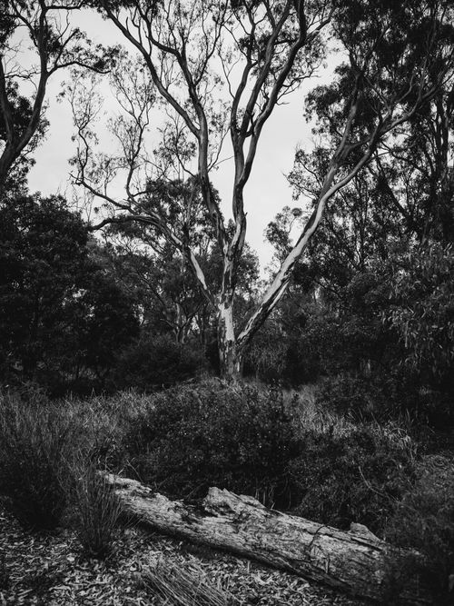 Free Monochrome forest scene featuring a tall tree and decaying log in a natural setting. Stock Photo