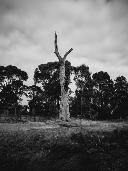 Free A stark leafless tree in grayscale stands tall against a cloudy sky, conveying solitude. Stock Photo