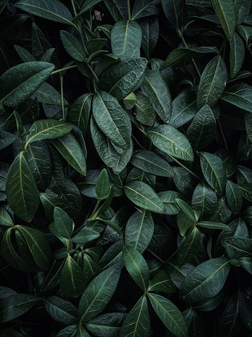 Foto d'estoc gratuïta de estampat, fulles de color verd fosc, planta