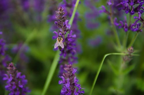 Gratuit Imagine de stoc gratuită din albină, animal, culoare Fotografie de stoc