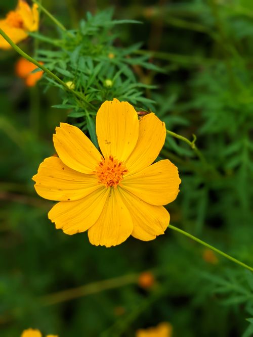 Free Close-up of a vibrant yellow cosmos flower blooming against lush green foliage in Kpélé, Togo. Stock Photo