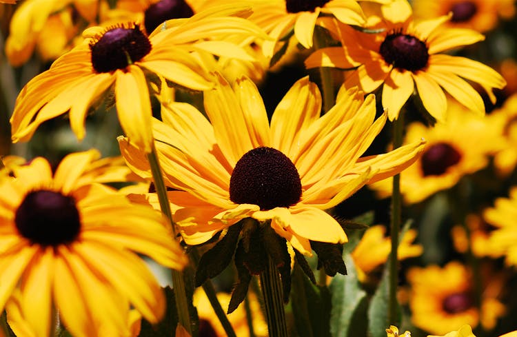 Black-Eyed Susan In Bloom