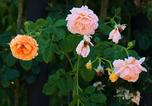 Free roses Stock Photo