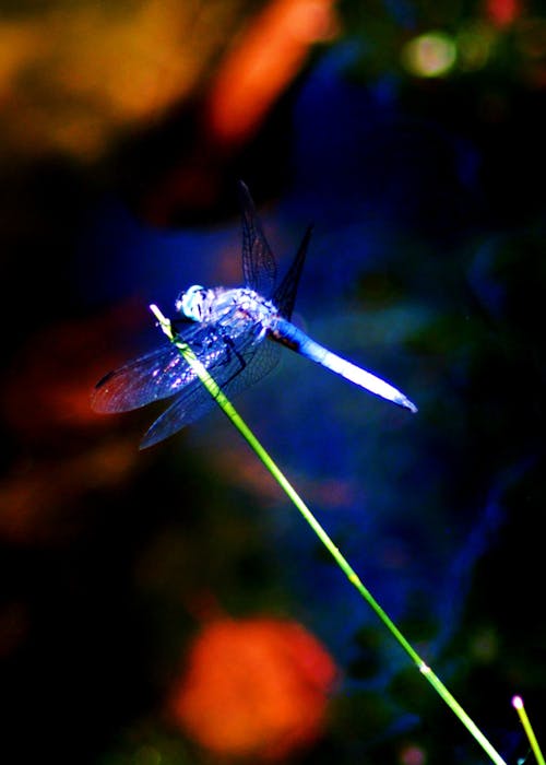 Free blue dragonfly Stock Photo