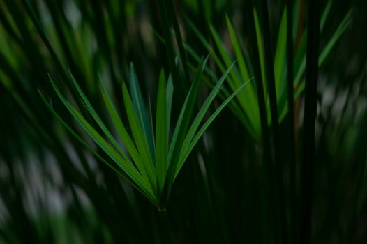 Close-up shot of lush green palm leaves, showcasing natural beauty and growth.