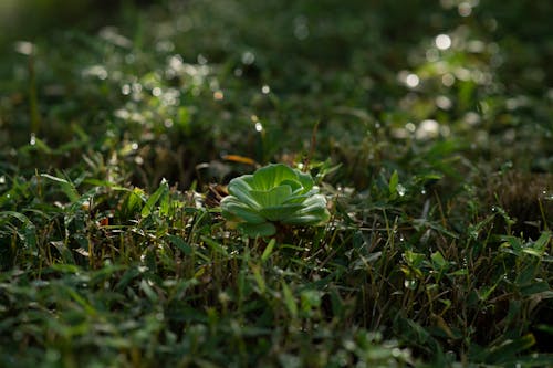 Kostenloses Stock Foto zu gras, grüne pflanze, tiefenschärfe