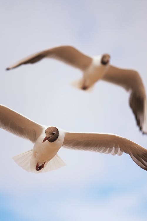 Close Up Photo of Flying Birds