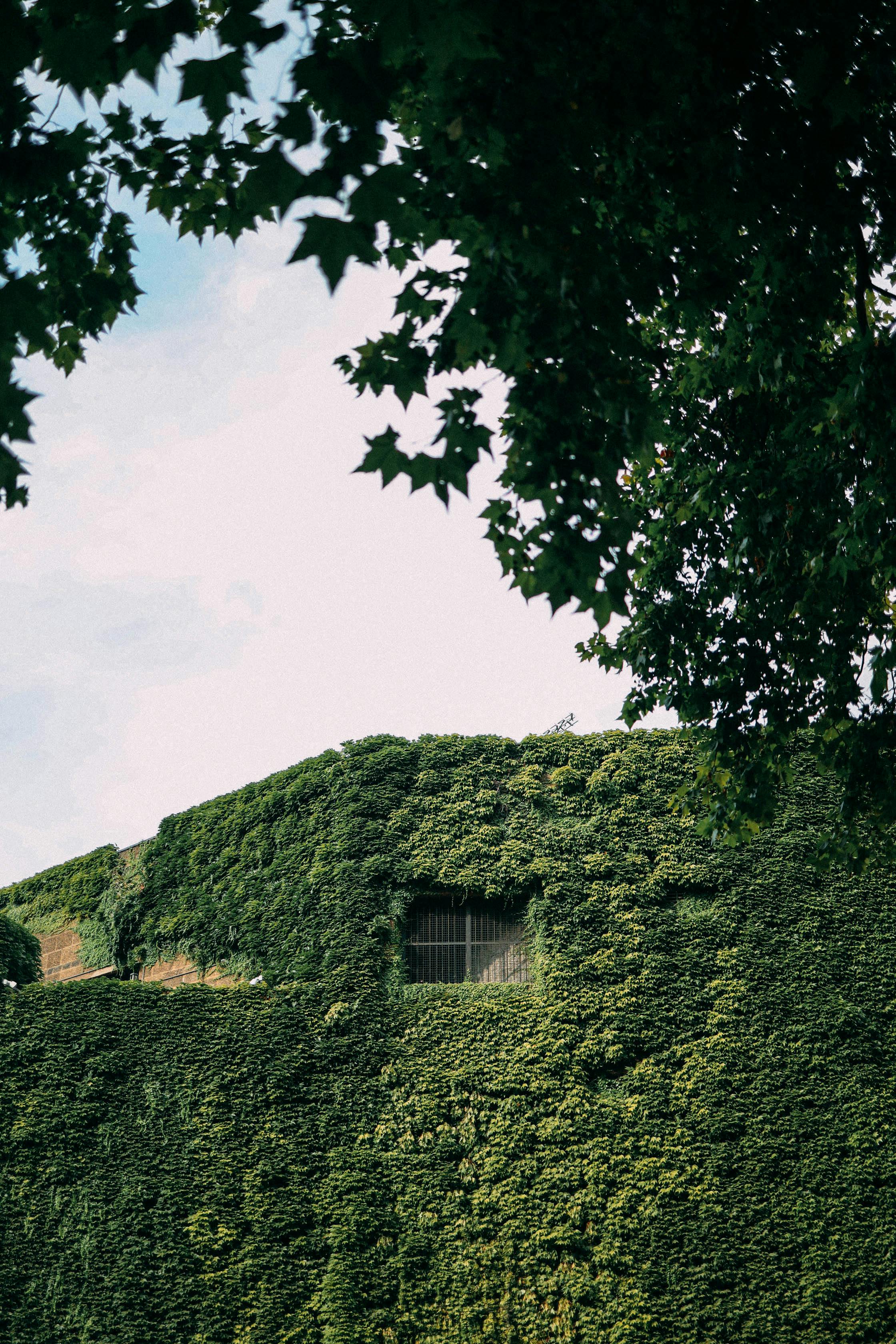 A unique view of a building covered in lush ivy leaves, framed by tree branches against a clear sky.