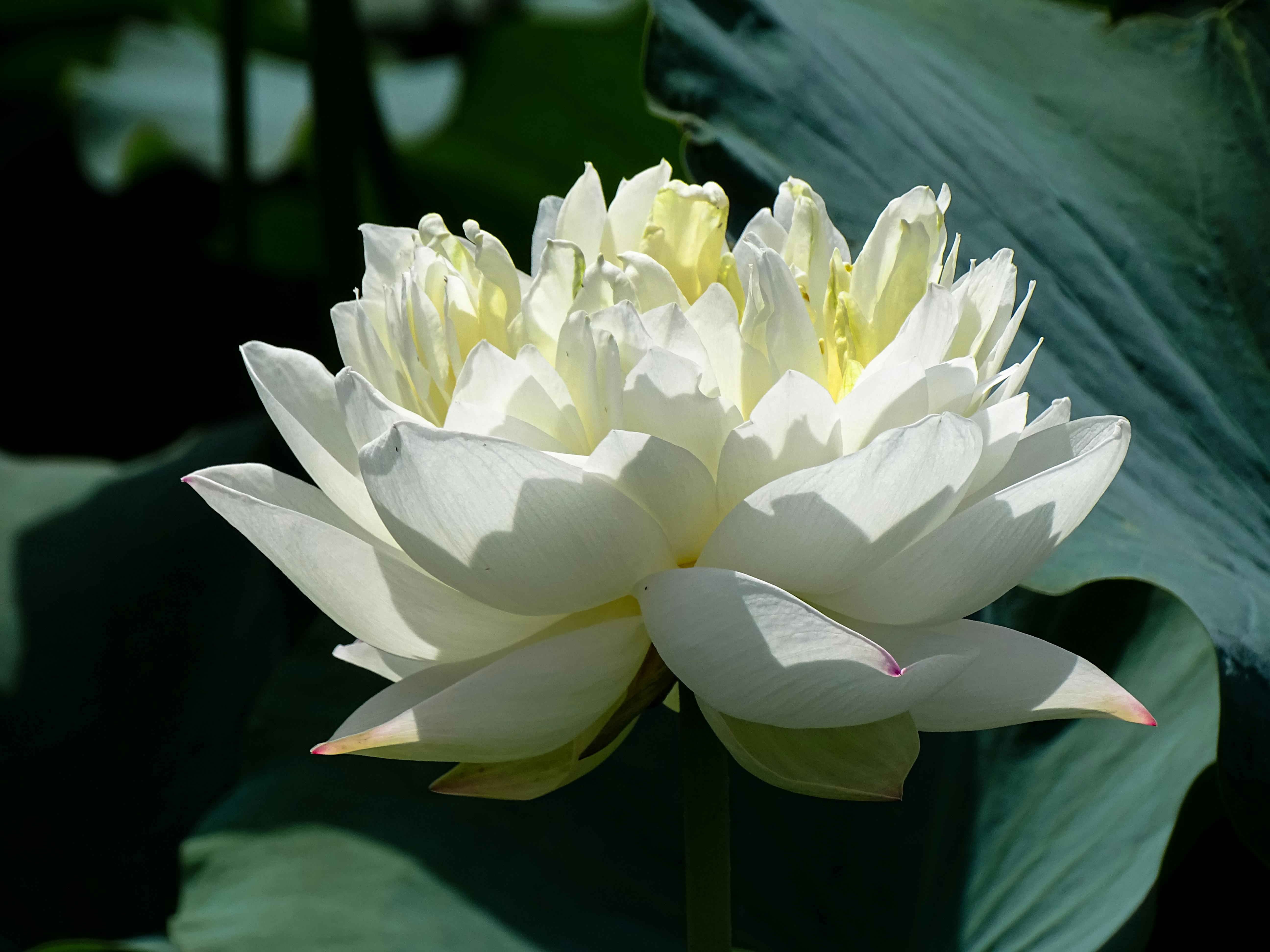 CloseUp Shot of a White Flower in Bloom · Free Stock Photo