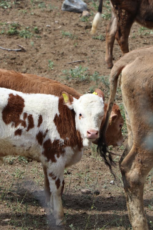White and Brown Cow on the Farm