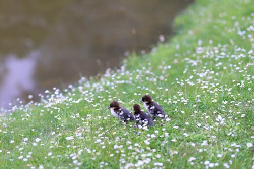 Hatchlings on a Grassy Field