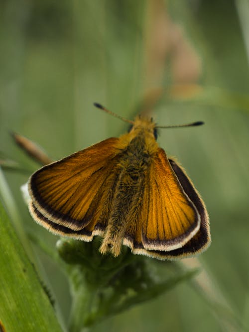 Close-Up Shot of a Moth Perched on a Leaf