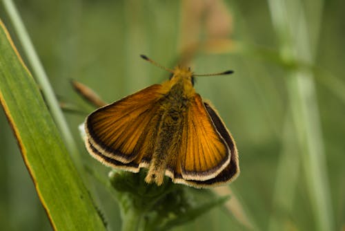 Close-Up Shot of a Moth Perched on a Leaf